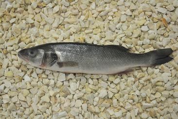 Sea bass gutted 300/400