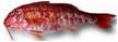 Barwena, Red mullet, Pseudupenaeus Prayensis, ryby, ryby morskie 