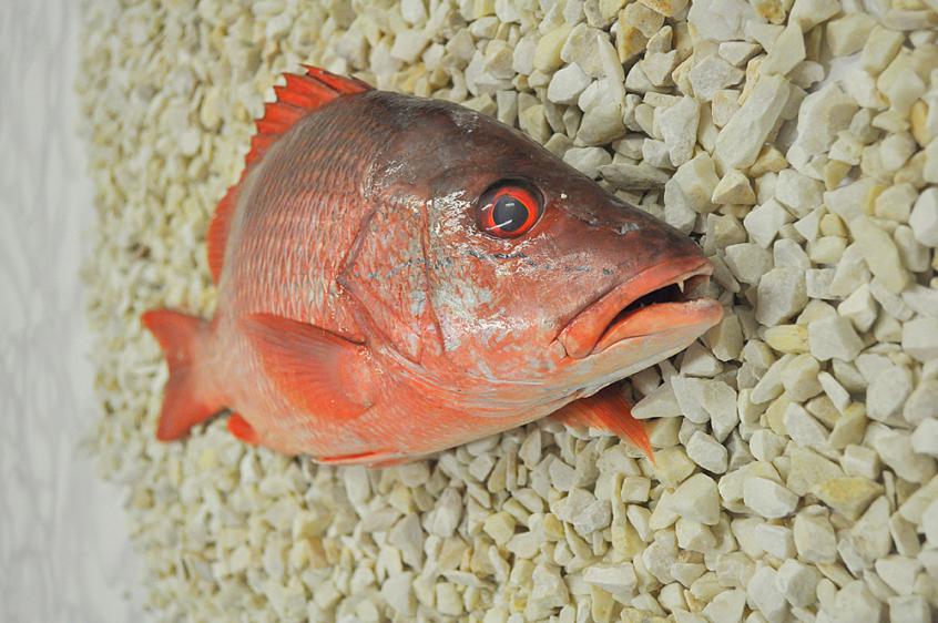 Lucjan czerwony filet, Red snapper fillet, Lutjanus CampechanusLutjanus Campechanus, ryby, ryby egzo