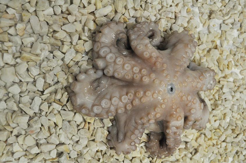 Ośmiornica 2000+,Octopus 2000+,Octopus vulgaris