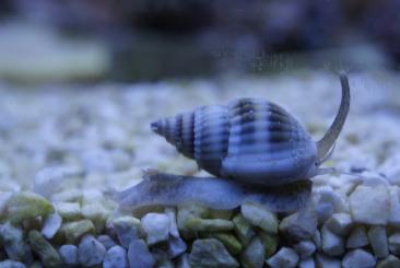 Ślimak morski Nassarius mały