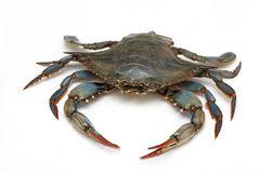 Krab błękitny (grecki) 220+,Greek crab, Cllinctes sapidus, skorupiaki, kraby 